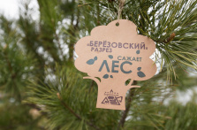 Фотография. Разрез «Березовский» провел закладку кедрового парка в поселке Калачево Прокопьевского района