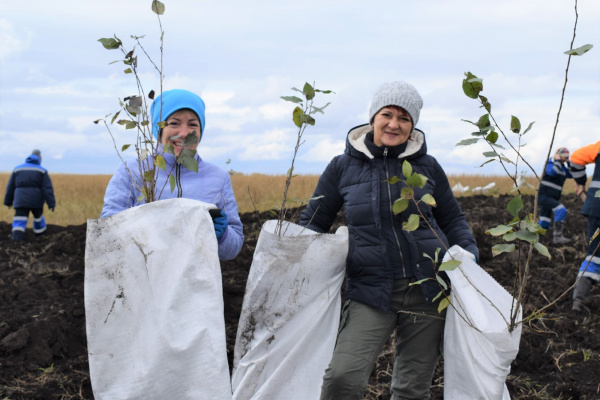 300 саженцев деревьев высадил разрез «Шестаки» в деревне Беловского района
