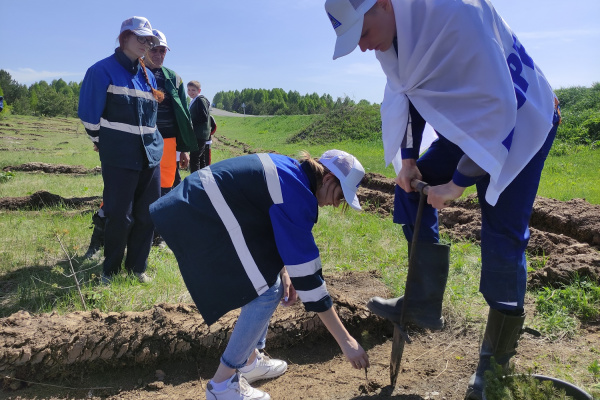 Сотрудники разреза «Шестаки» помогли высадить 75 тысяч саженцев деревьев в Гурьевском районе