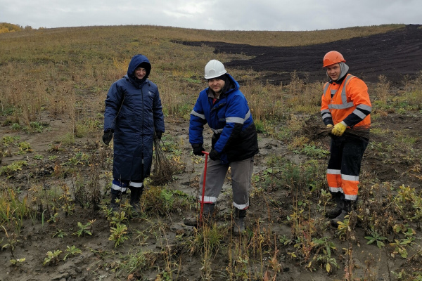 Работники разреза «Пермяковский» озеленили 50 гектаров земли в Беловском муниципальном округе