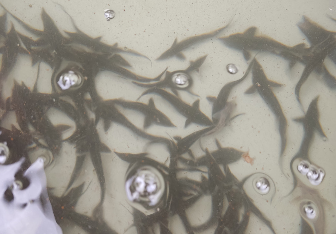 600 мальков стерляди выпустили в Камское водохранилище экологи Губахинского кокса. Стройсервис
