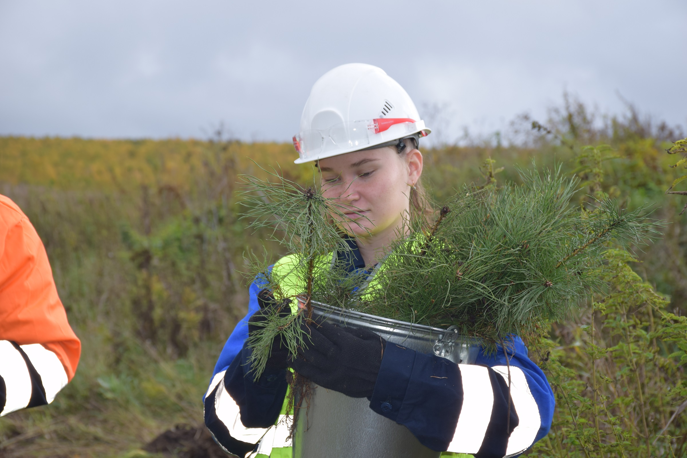 150 тысяч деревьев высадили угледобывающие предприятия  АО Стройсервис в 2020 году.. Стройсервис