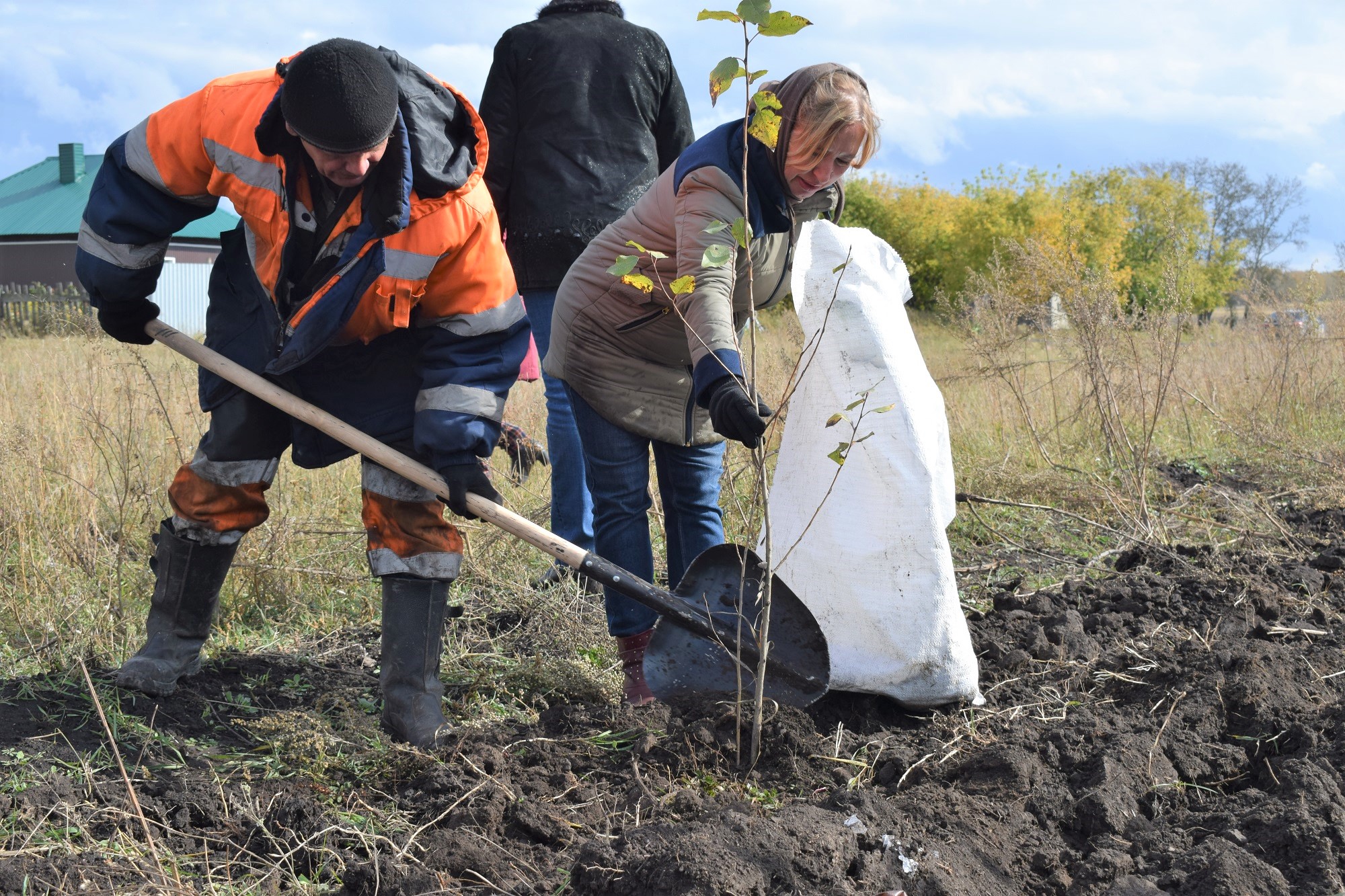 300 саженцев деревьев высадил разрез Шестаки в деревне Беловского района. Стройсервис