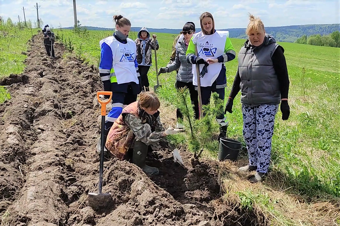 270 тысяч деревьев высадили в Кузбассе угледобывающие предприятия АО Стройсервис в 2021 году. Стройсервис