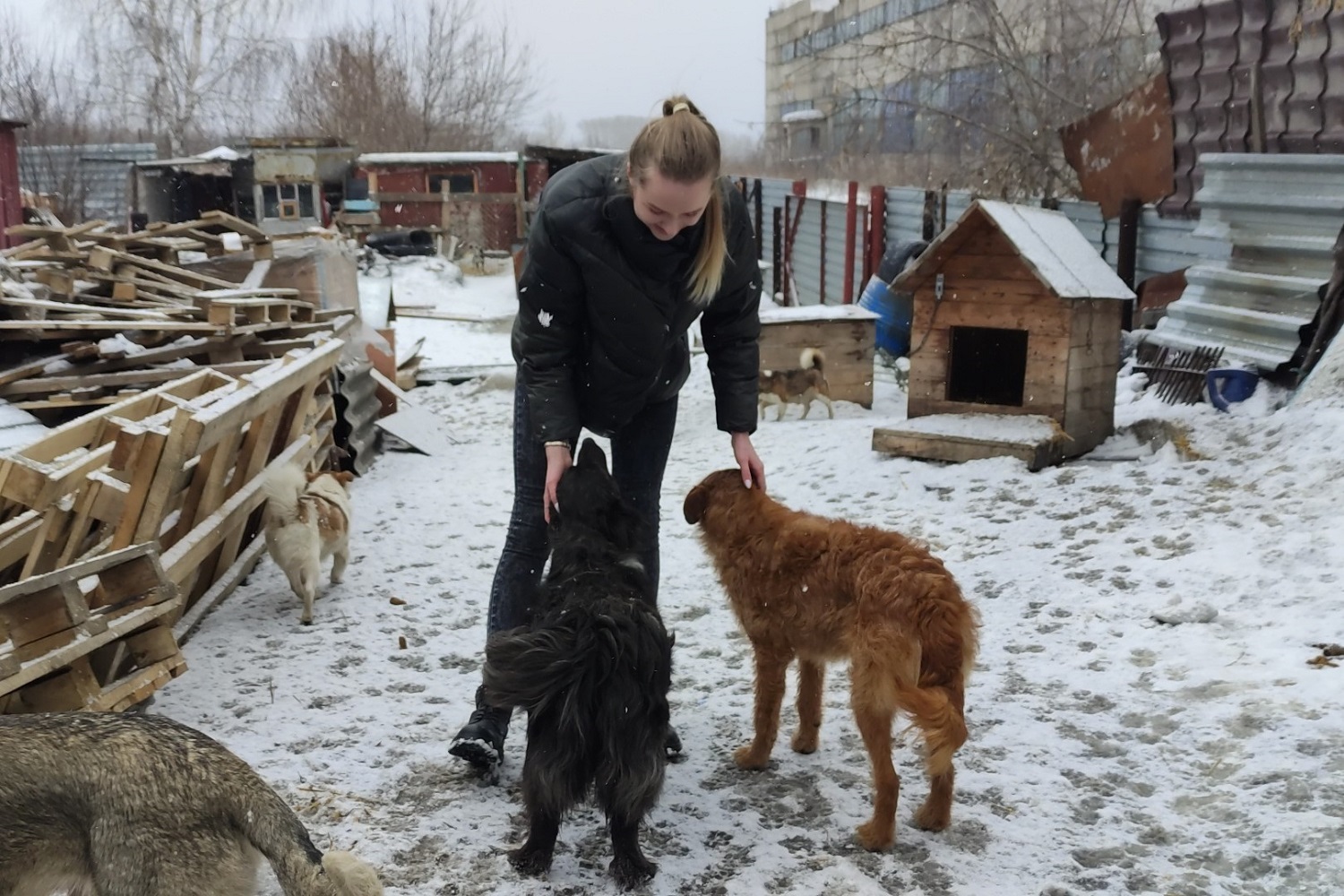 Совет работающей молодежи разреза Пермяковский помог приюту для животных. Стройсервис