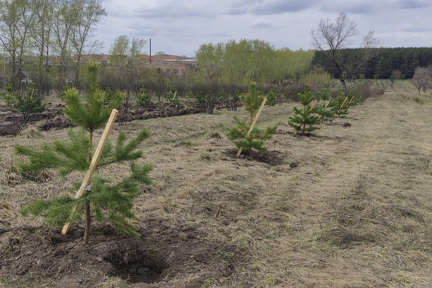 4640 сосновых саженцев высадил экодесант Шахты №12 в поселке Северный Маганак. Стройсервис